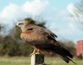 Hawk_Conservancy 154 cropped